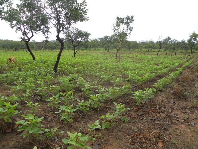 foto 1 piantagione di soia